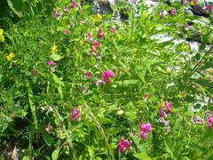 Lathyrus roseus