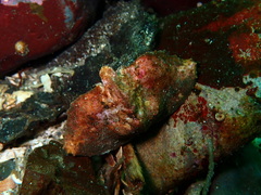 Cryptolithodes typicus