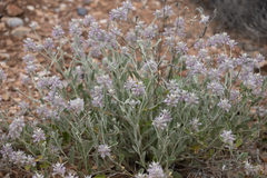 Ptilotus sessilifolius