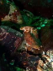 Cryptolithodes typicus