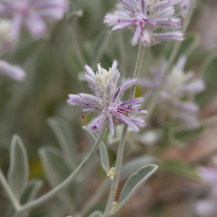 Ptilotus sessilifolius