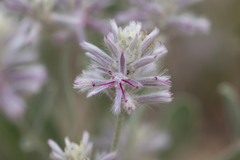 Ptilotus sessilifolius