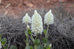 Ptilotus nobilis