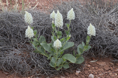 Ptilotus nobilis