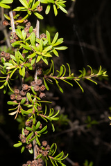 Kunzea tenuicaulis