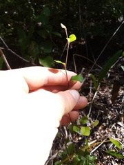 Nothofagus × solfusca