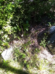 Nothofagus × solfusca