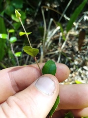 Nothofagus × solfusca