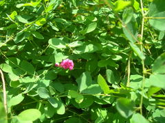 Lathyrus roseus