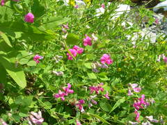 Lathyrus roseus