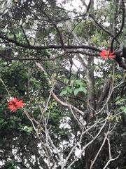 Erythrina variegata