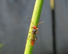 Aridelus rufotestaceus