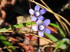 Comastoma traillianum