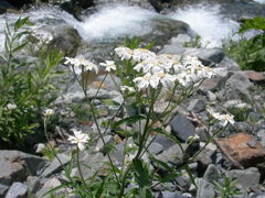 Achillea biserrata