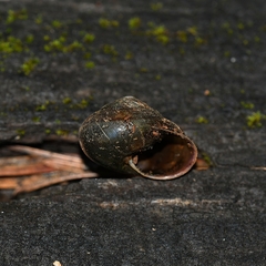 Helminthoglypta cypreophila