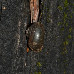 Helminthoglypta cypreophila