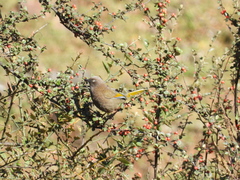 Trochalopteron elliotii