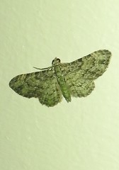 Chloroclystis mniochroa
