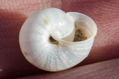 Praticolella mexicana