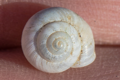 Praticolella mexicana