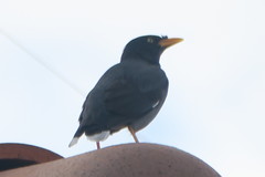 Acridotheres javanicus