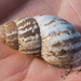 Striped Rabdotus Snail - Photo (c) BJ Stacey, some rights reserved (CC BY-NC)
