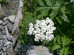 Achillea biserrata