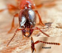 Xantholinus tricolor