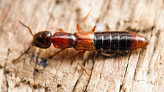 Xantholinus tricolor