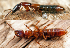 Xantholinus tricolor