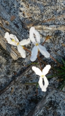 Stylidium spinulosum
