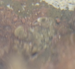 Leptograpsus variegatus