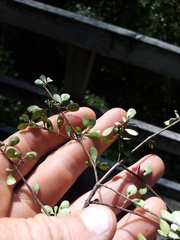 Coprosma pedicellata