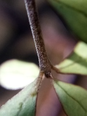 Coprosma pedicellata