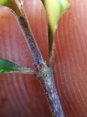 Coprosma pedicellata