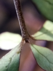 Coprosma pedicellata