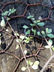 Coprosma pedicellata