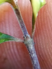 Coprosma pedicellata