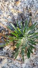 Stylidium spinulosum