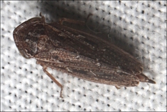 Putoniessa