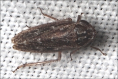 Putoniessa