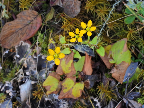 Saxifraga diversifolia