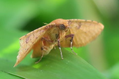 Striglina