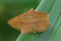 Striglina
