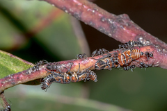 Eurymeloides punctata