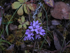 Gentianella gentianoides