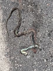 Dendrelaphis cyanochloris