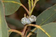Eucalyptus globulus bicostata