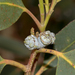 Eucalyptus globulus bicostata - Photo (c) Andrew Allen, algunos derechos reservados (CC BY), subido por Andrew Allen