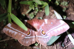 Bunaea alcinoe